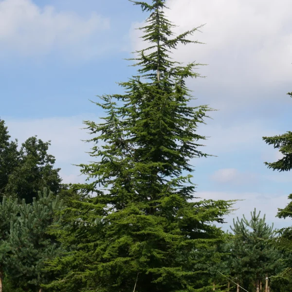 Cedrus libani subsp. atlantica &ndash; Pinaceae