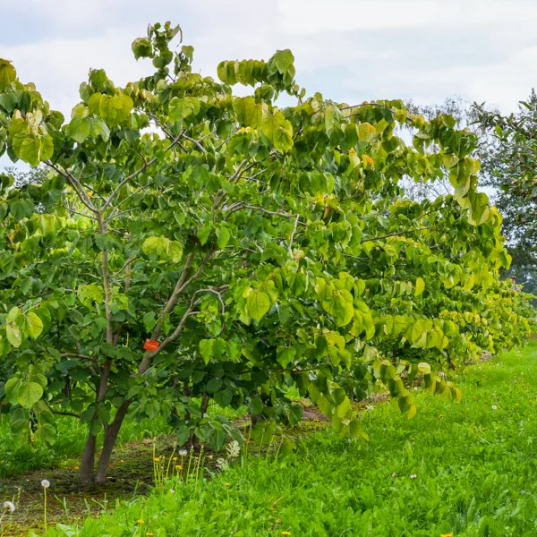 Cercis gigantea &ndash; Caesalpiniaceae
