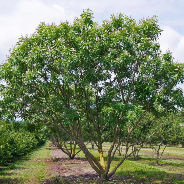 Chitalpa tashkentensis 'Summer Bells' &ndash; Bignoniaceae