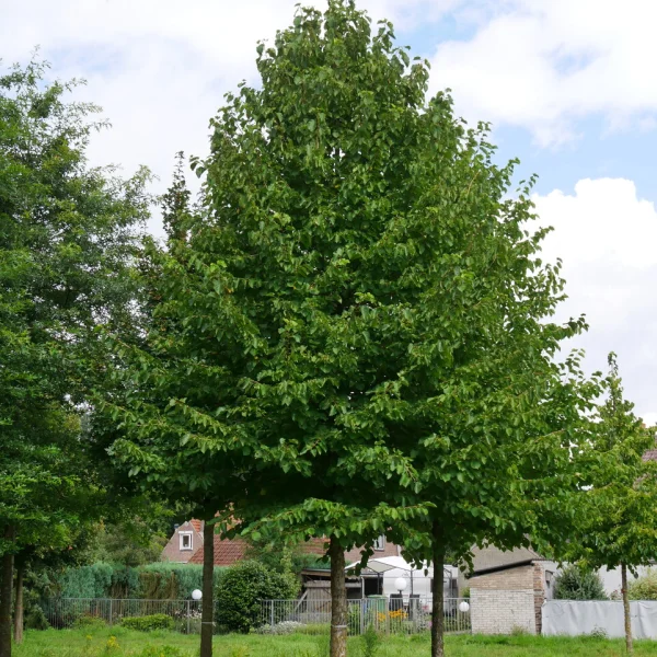 Corylus colurna &ndash; Betulaceae