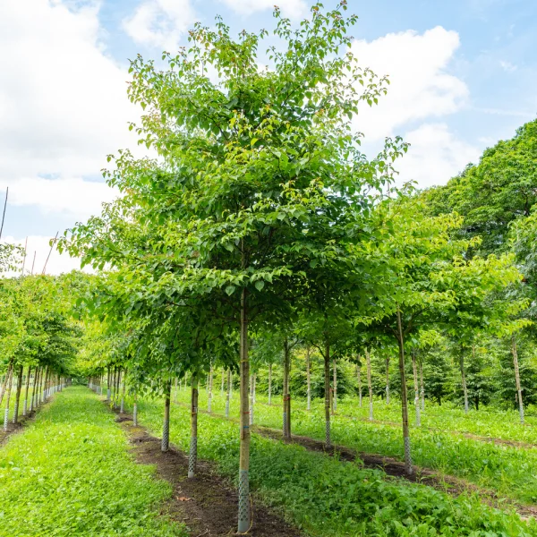 Cornus controversa – Cornaceae