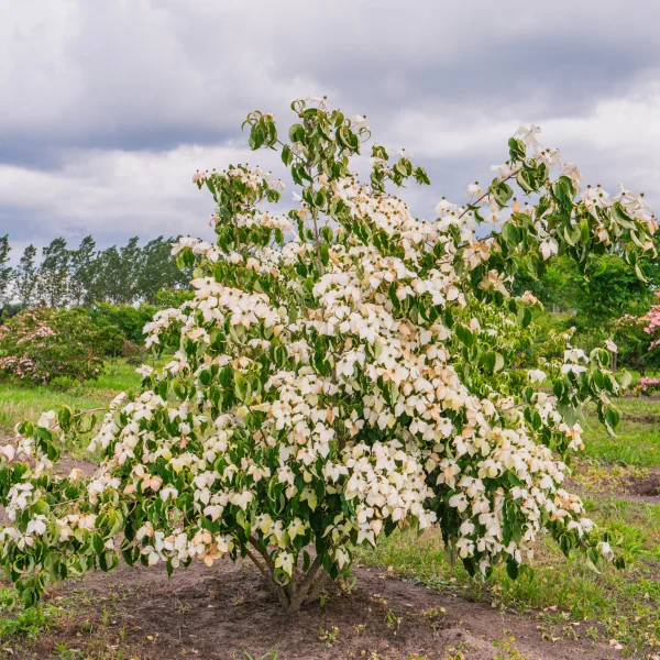 Cornus kousa var. chinensis &ndash; Cornaceae