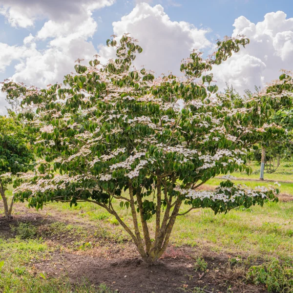 Cornus kousa &ndash; Cornaceae
