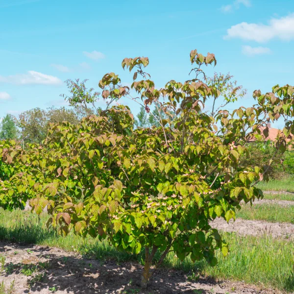 Cornus kousa 'Satomi' &ndash; Cornaceae