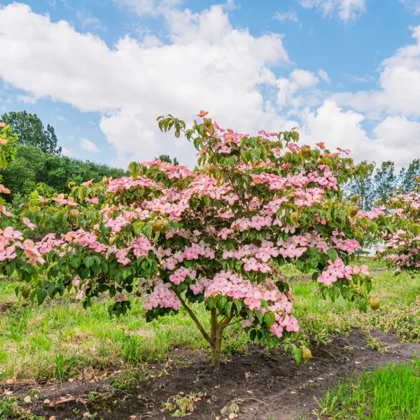 Cornus kousa 'Satomi' &ndash; Cornaceae
