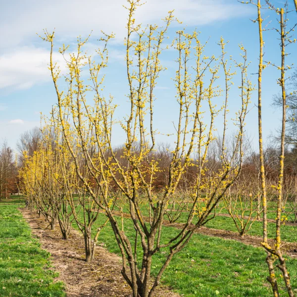Cornus mas &ndash; Cornaceae