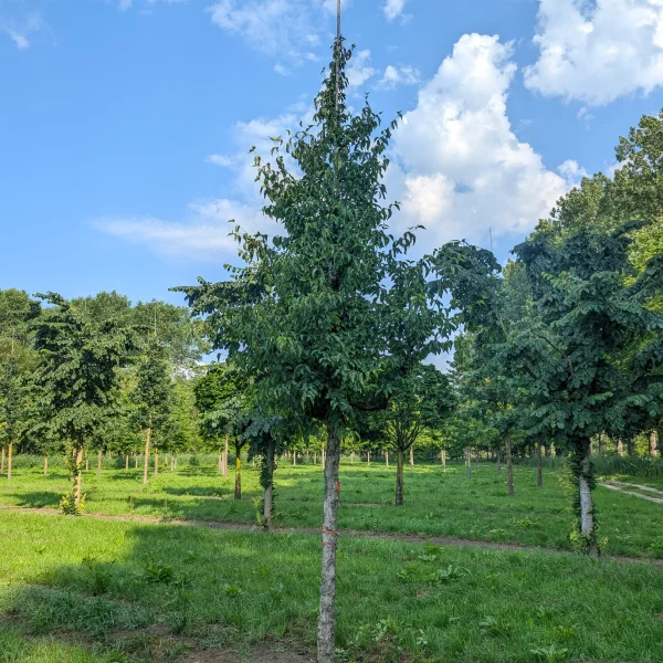Cornus officinalis &ndash; Cornaceae
