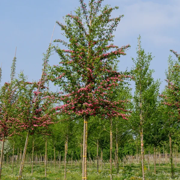 Crataegus ×media 'Paul's Scarlet' &ndash; Rosaceae