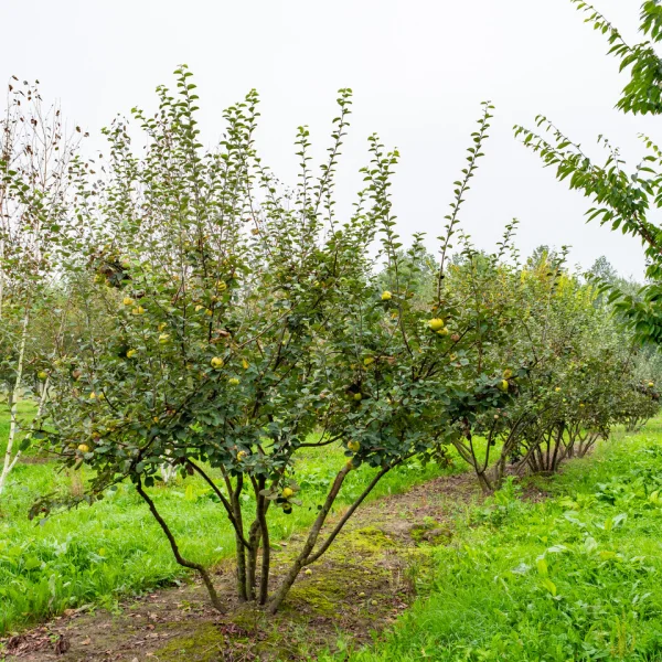 Cydonia oblonga 'Leskovacka' &ndash; Rosaceae
