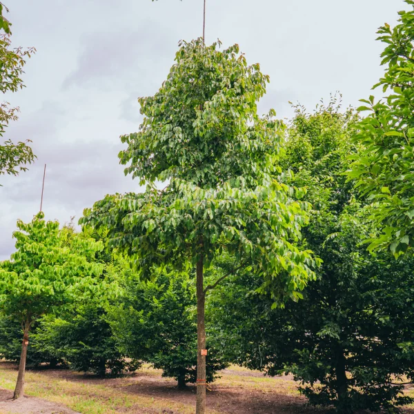 Diospyros lotus &ndash; Ebenaceae