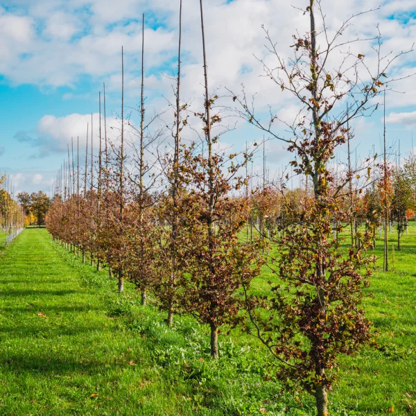 Fagus sylvatica 'Brathay Purple' &ndash; Fagaceae