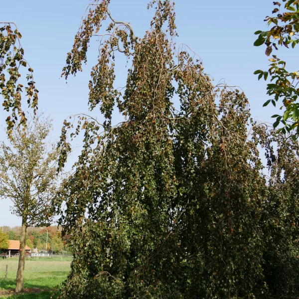 Fagus sylvatica 'Black Swan' &ndash; Fagaceae