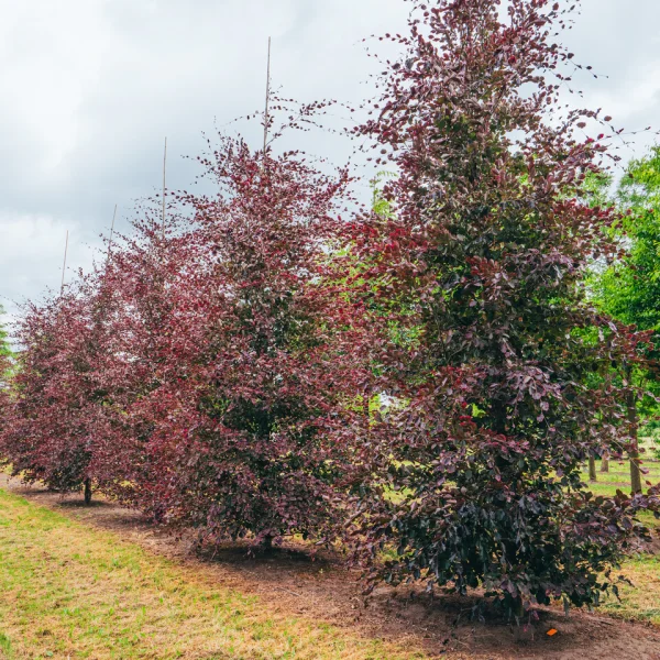 Fagus sylvatica 'Purpurea Tricolor' &ndash; Fagaceae