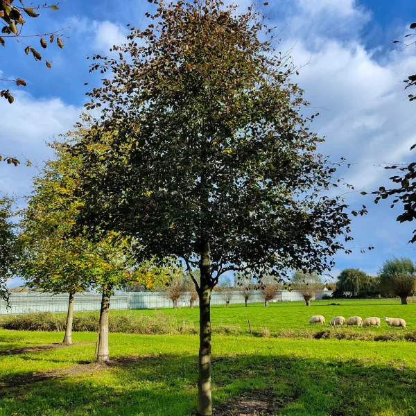 Fagus sylvatica 'Riversii' &ndash; Fagaceae