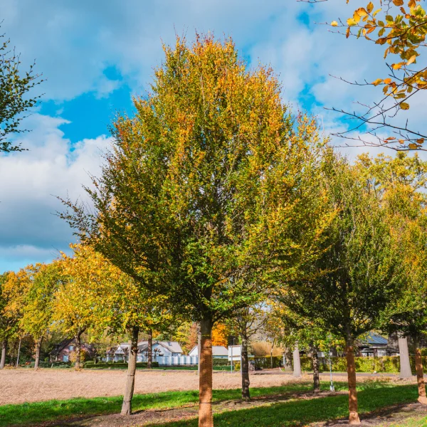Fagus sylvatica 'Rotundifolia' – Fagaceae