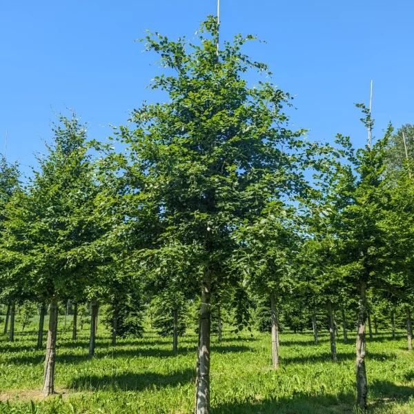 Fagus sylvatica &ndash; Fagaceae