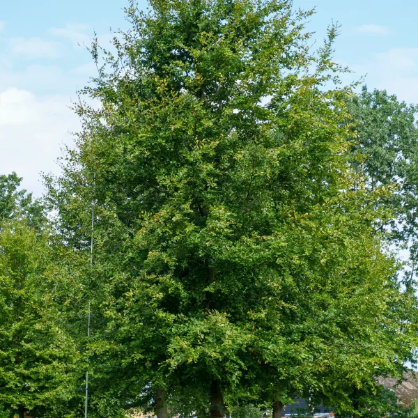 Fagus sylvatica &ndash; Fagaceae