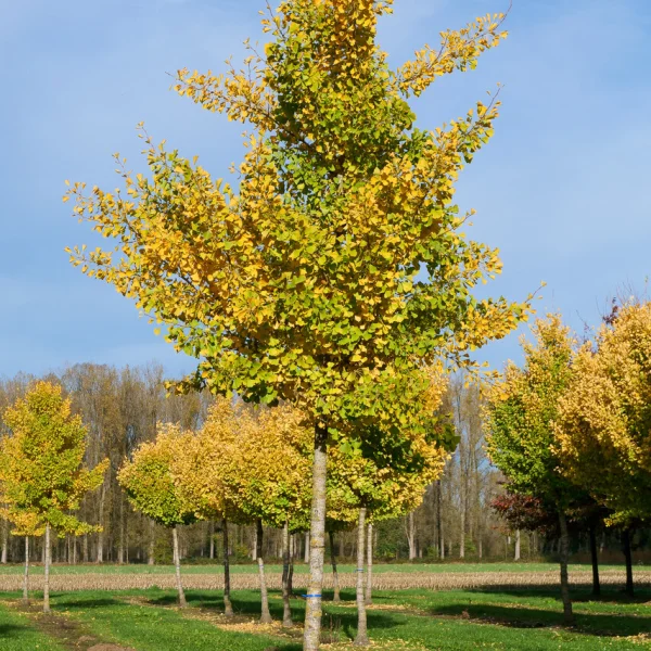 Ginkgo biloba 'Autumn Gold' &ndash; Ginkgoaceae