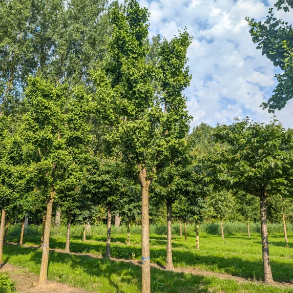 Ginkgo biloba 'Mariken' &ndash; Ginkgoaceae
