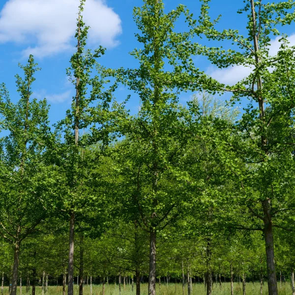 Ginkgo biloba 'Mascia' &ndash; Ginkgoaceae