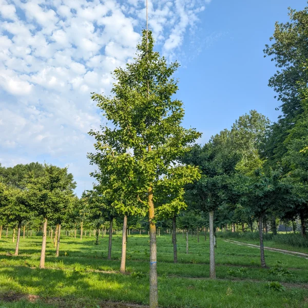 Ginkgo biloba 'Saratoga' &ndash; Ginkgoaceae