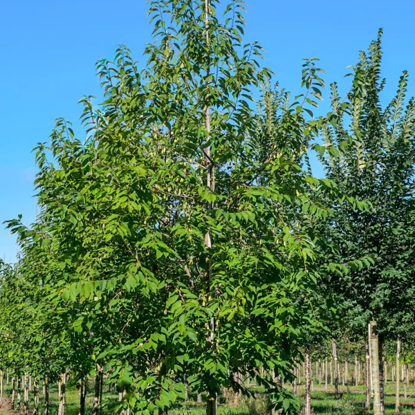 Halesia monticola &ndash; Styracaceae