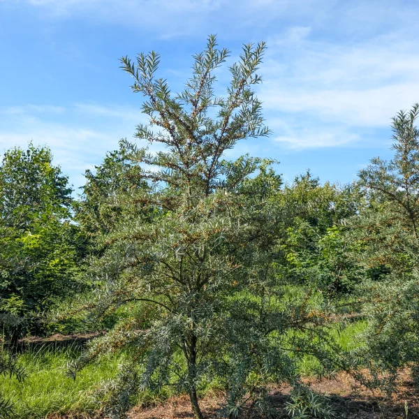 Hippophae rhamnoides 'Leikora' &ndash; Elaeagnaceae