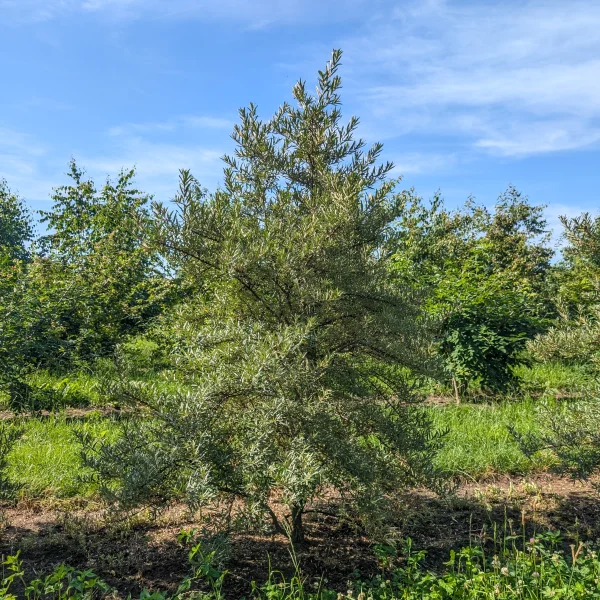 Hippophae rhamnoides 'Pollmix' &ndash; Elaeagnaceae