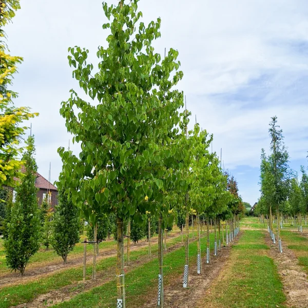 Hovenia dulcis &ndash; Rhamnaceae