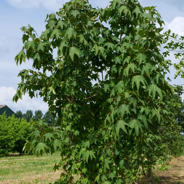 Kalopanax septemlobus &ndash; Araliaceae