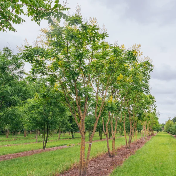 Koelreuteria paniculata – Sapindaceae
