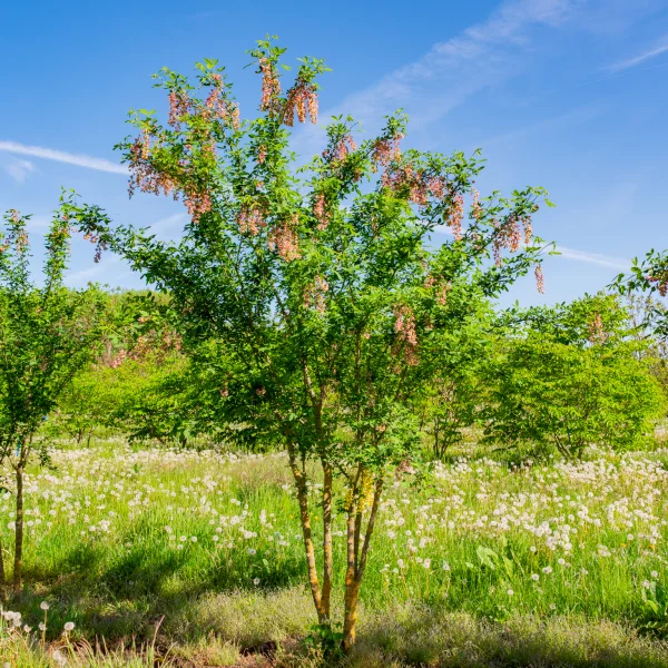 Laburnocytisus adamii &ndash; Fabaceae