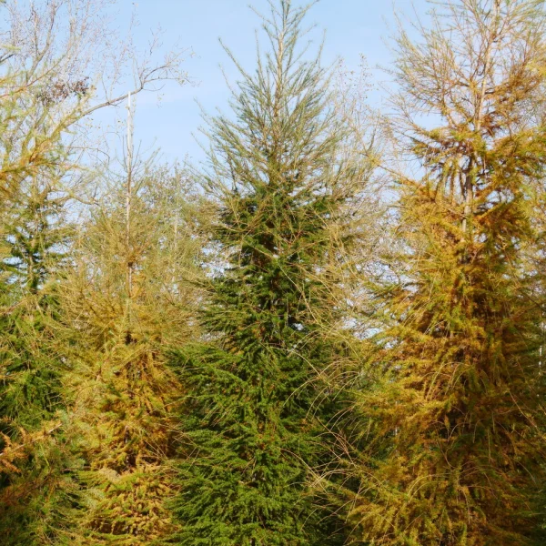 Larix decidua &ndash; Pinaceae