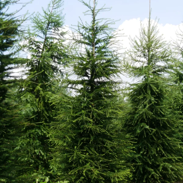 Larix decidua &ndash; Pinaceae