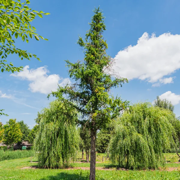Larix kaempferi 'Diana' &ndash; Pinaceae