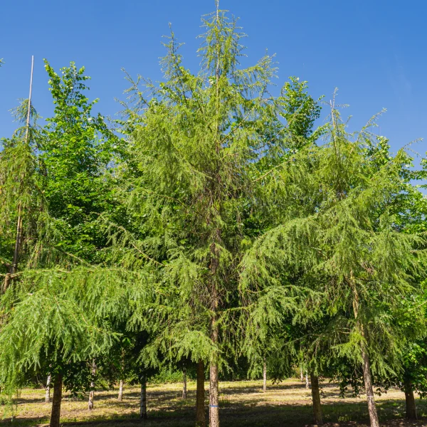 Larix kaempferi 'Pendula Boomaerts' &ndash; Pinaceae