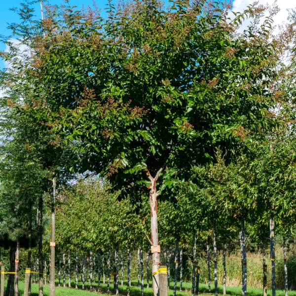 Lagerstroemia 'Natchez' &ndash; Lythraceae