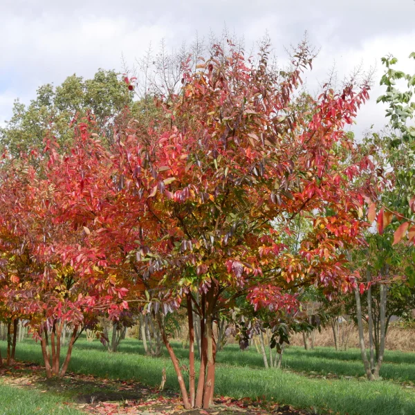 Lagerstroemia 'Natchez' &ndash; Lythraceae