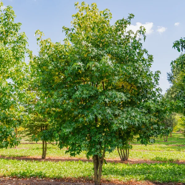 Liquidambar styraciflua &ndash; Hamamelidaceae