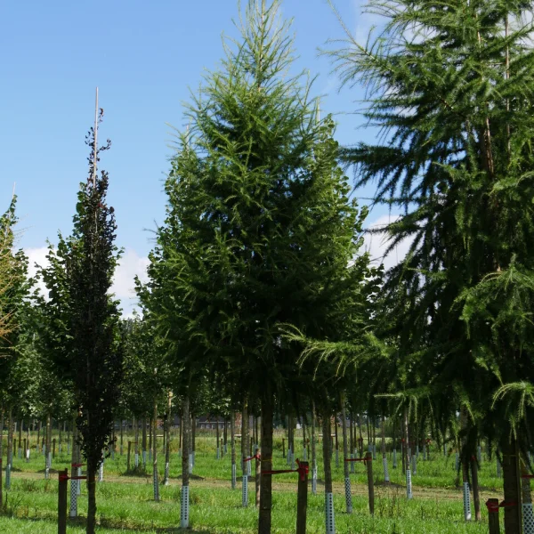 Larix decidua – Pinaceae