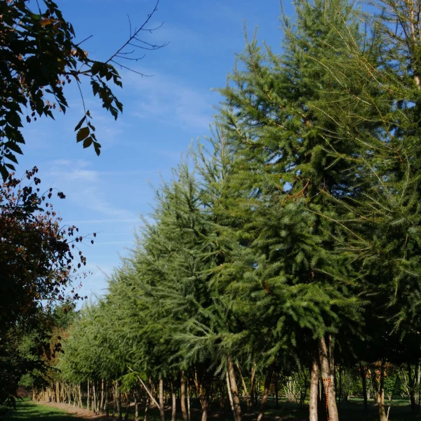 Larix kaempferi – Pinaceae