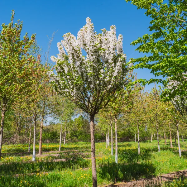 Malus 'Adirondack' &ndash; Rosaceae