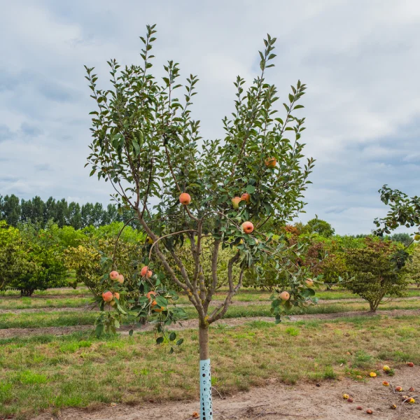 Malus domestica 'Bramley's Seedling' &ndash; Rosaceae