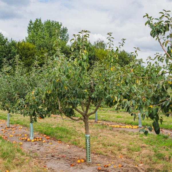 Malus domestica 'Gravensteiner' &ndash; Rosaceae