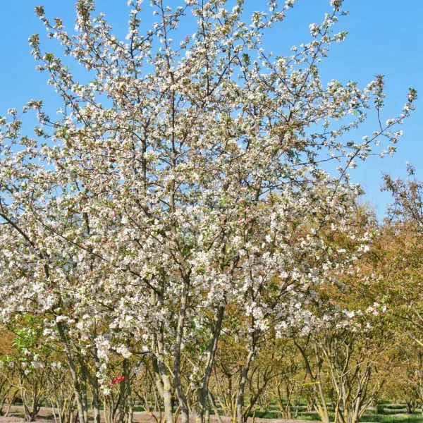 Malus 'Evereste' &ndash; Rosaceae
