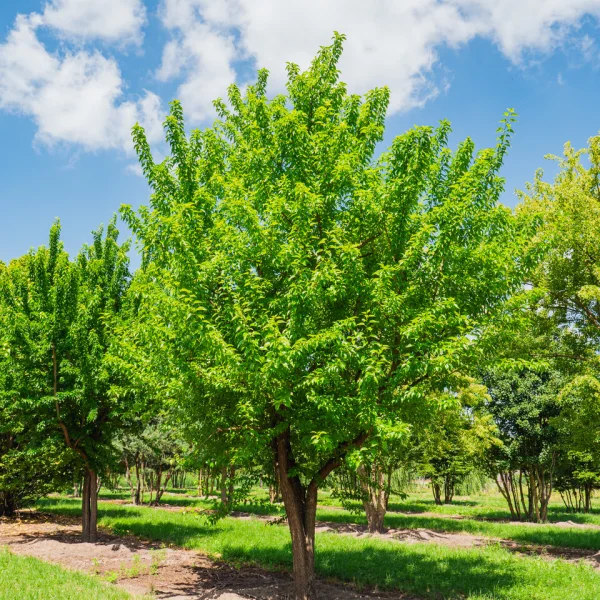 Maclura pomifera &ndash; Moraceae