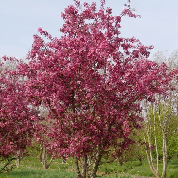 Malus 'Profusion' &ndash; Rosaceae
