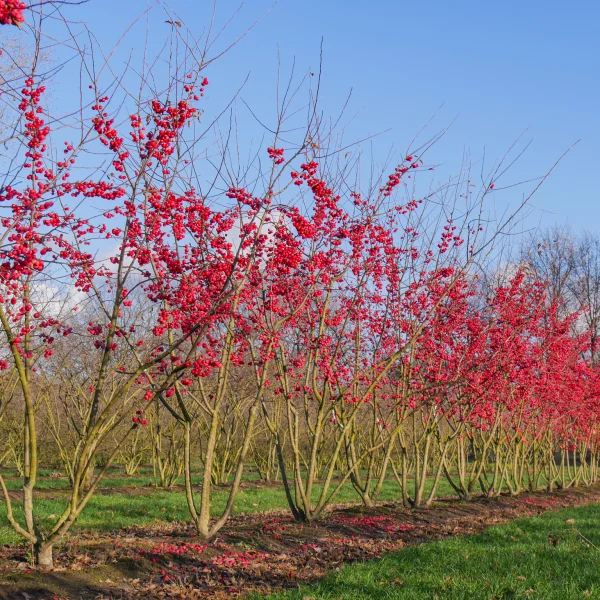 Malus 'Red Sentinel' &ndash; Rosaceae