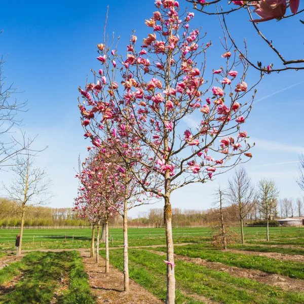 Magnolia 'Spectrum' &ndash; Magnoliaceae