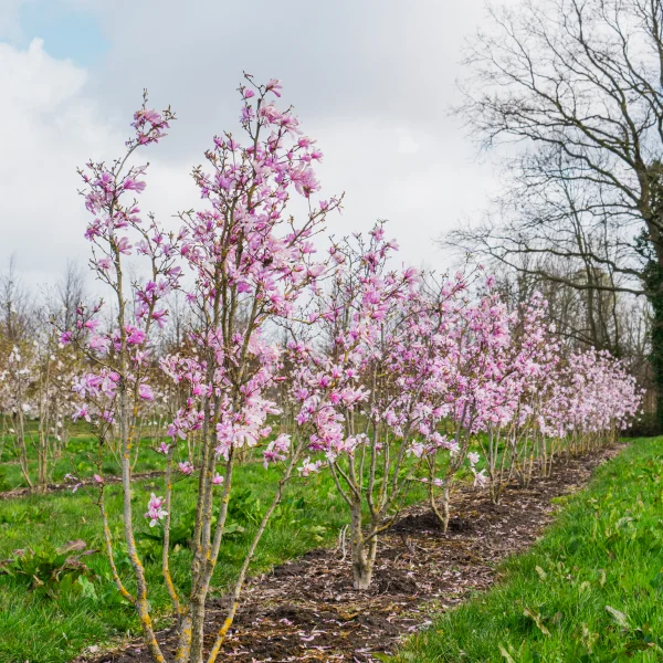 Magnolia stellata 'Rosea' &ndash; Magnoliaceae